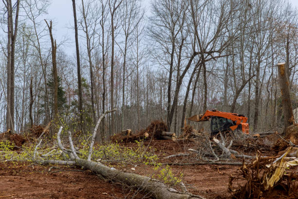 Professional Tree Removal Services in Appalachia, VA