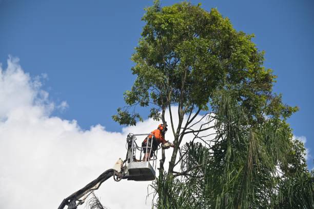 How Our Tree Care Process Works  in  Appalachia, VA