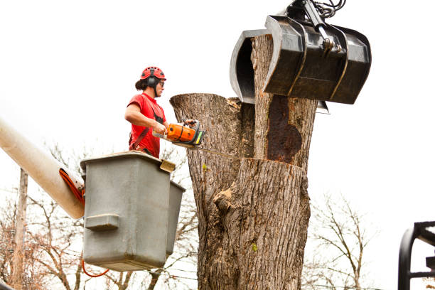 Best Leaf Removal  in Appalachia, VA